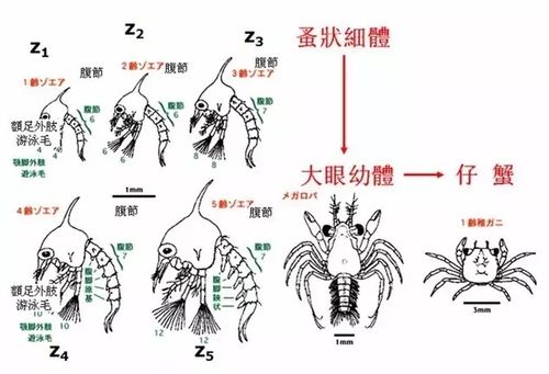 螃蟹叫先祖在哪的相关图片